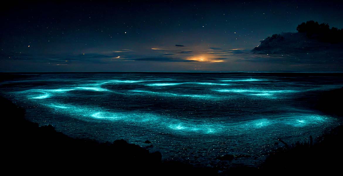 Follow the Glow: Top 15 Bioluminescent Beaches in the World