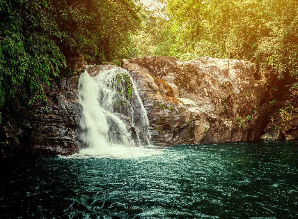 Sinharaja Rainforest.