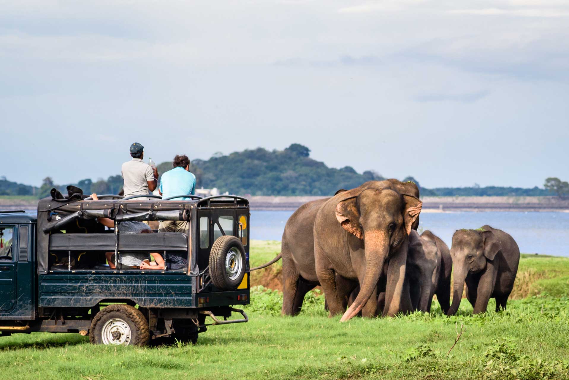 All about safari: It’s a wild world out there
