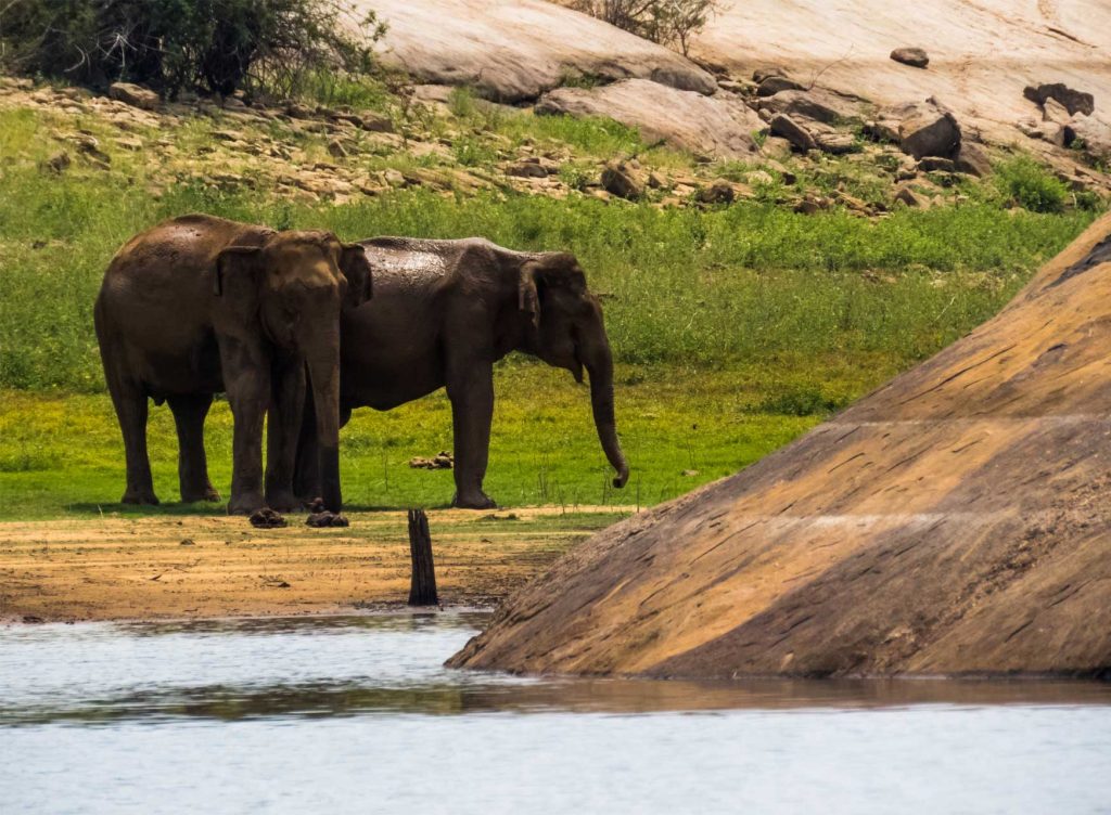 Gal Oya National Park Safaris