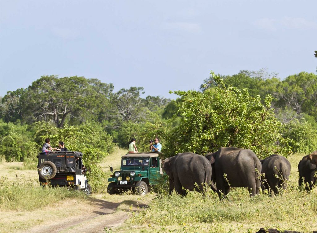 Minneriya National Park Safaris