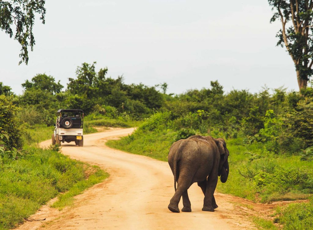 Udawalawe National Park Safaris