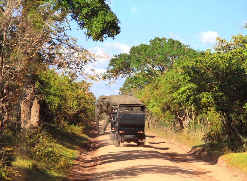 Yala National Park Safaris