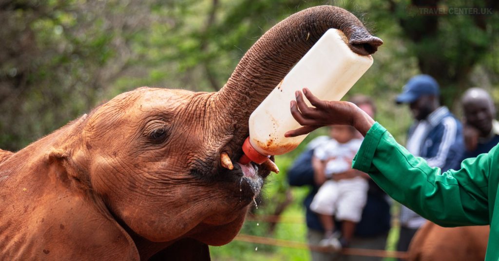 Adopt a baby elephant
