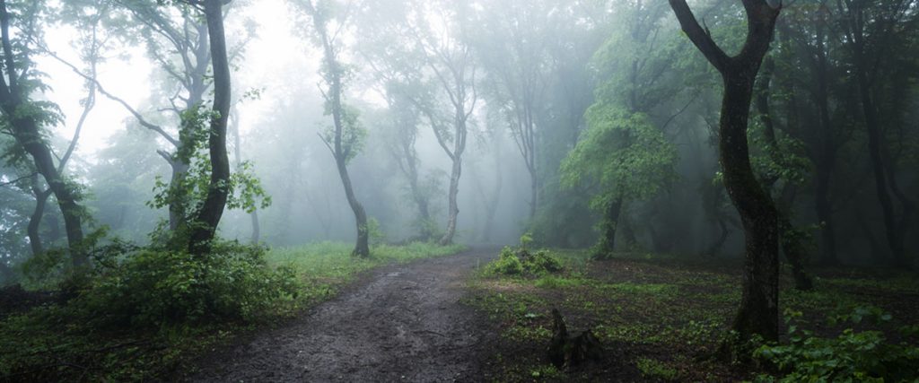Weirdest places on earth - Hoia-Baciu Forest in Romania
