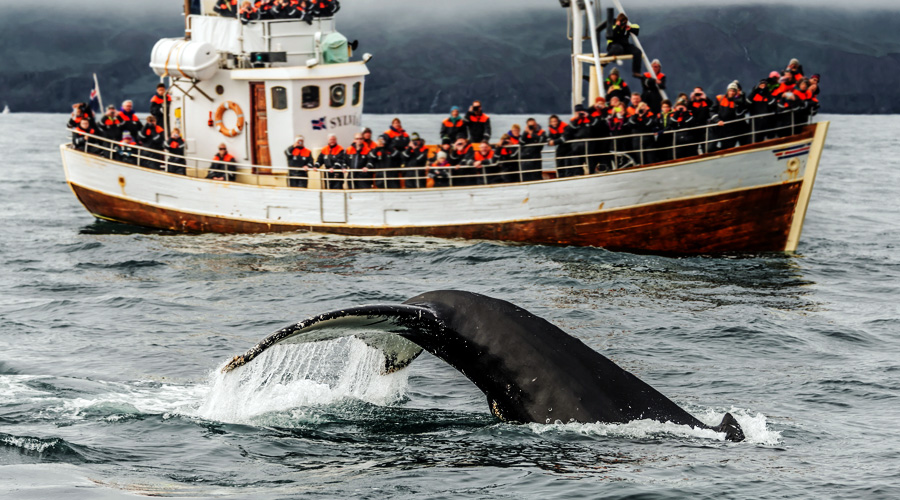Visiting Iceland - Whale Watching