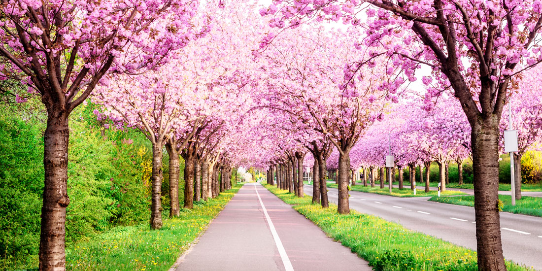 Beautiful streets