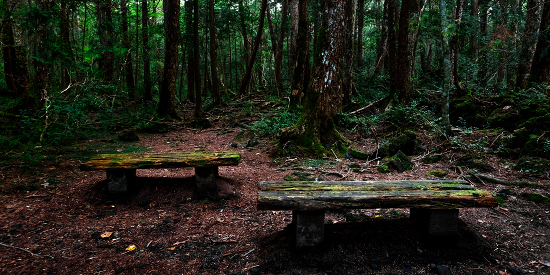 scariest places on earth - Aokigahara Forest