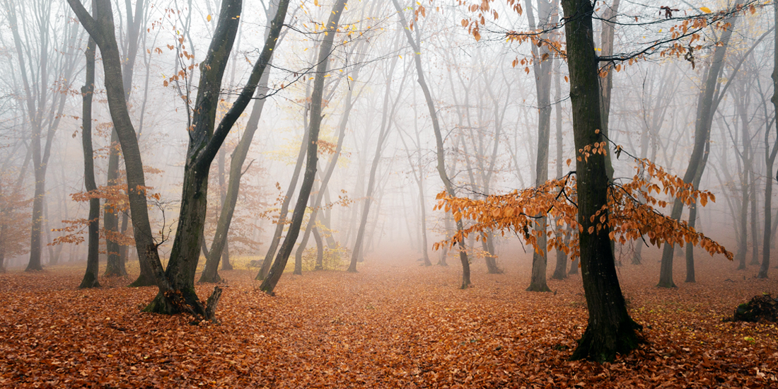 scariest places on earth - Hoia-baciu forest
