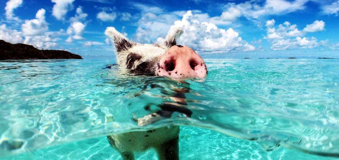 Black Friday Holidays - Bahamas