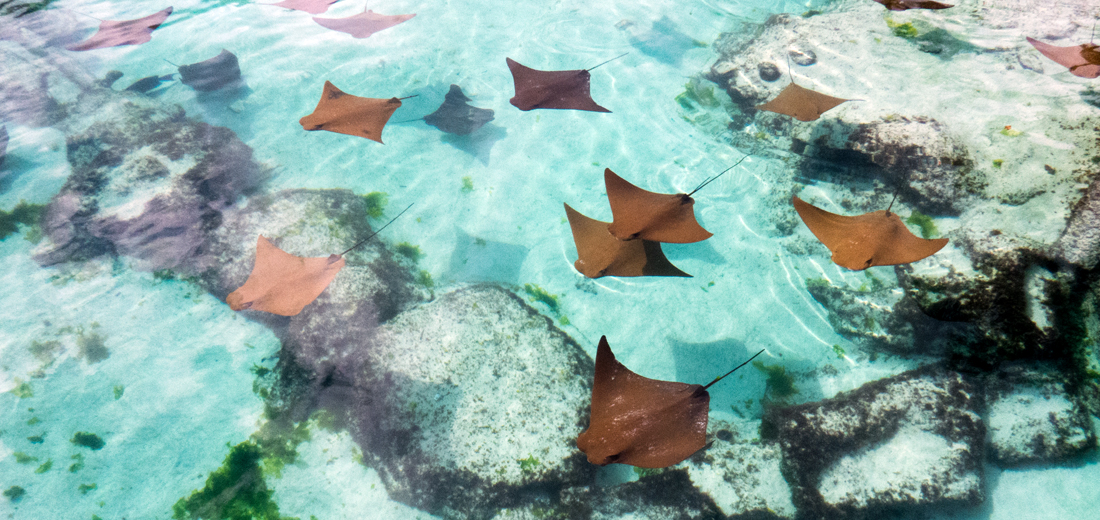 Black Friday Holidays - Bahamas