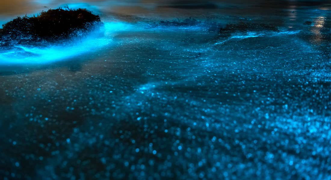 Bioluminescent beaches in the world - Bali