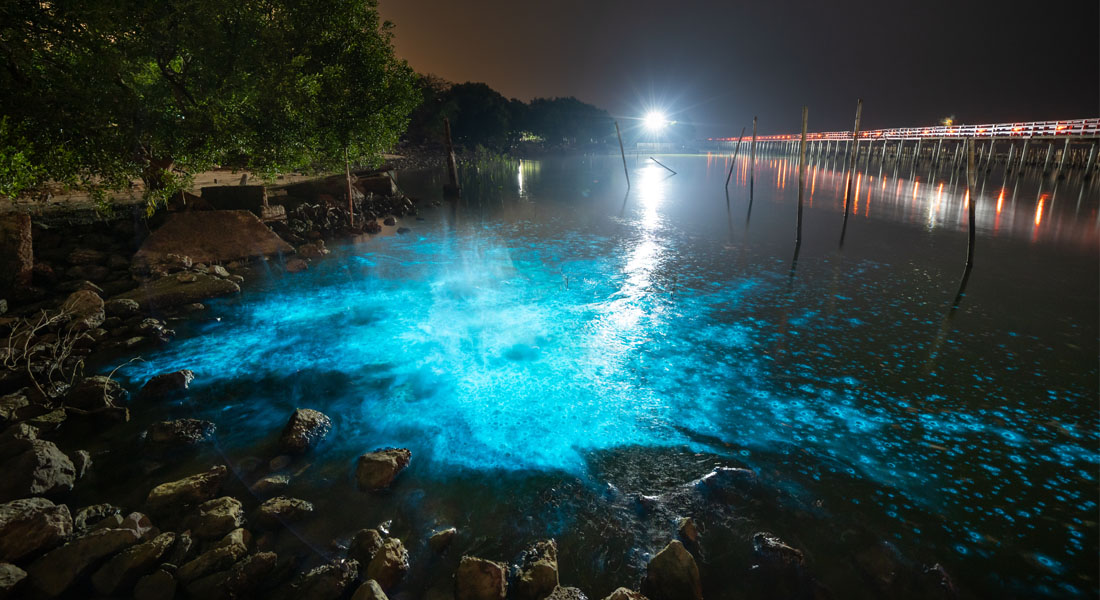 Bioluminescent beaches in the world - Jamaica